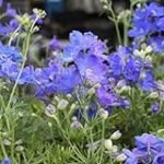 Delphinium staphisagria: Eine Analyse der besten Online-Parapharmazieprodukte im Vergleich