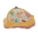 Brustabszess-Behandlung: Analyse und Vergleich der besten Online-Parapharmazieprodukte Brustabszess-Behandlung: Analyse und Vergleich der besten Online-Parapharmazieprodukte