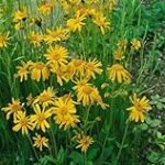 Vergleich der besten Online-Parapharmazieprodukte: Arnica Globuli zur Bekämpfung von Insektenstichen