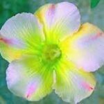 Passiflora Kinderzäpfchen: Analyse und Vergleich der besten Online-Parapharmazieprodukte für Kinder