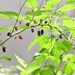 Die besten Online-Parapharmazien im Vergleich: Getrocknete Heidelbeeren kaufen - Welches Produkt überzeugt am meisten?