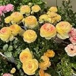 Ranunculus in der Homöopathie: Wirkung und Vergleich der besten Online-Parapharmazieprodukte