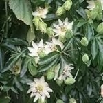 Passiflora incarnata kaufen: Analyse und Vergleich der besten Online-Parapharmazieprodukte im Fokus