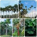 Die besten bio Ananas-Produkte in Online-Parapharmazien im Vergleich