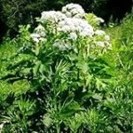 Artemisia Annua Pflanze kaufen: Die besten Online-Parapharmazieprodukte im Vergleich