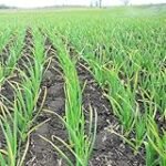 Analyse und Vergleich: Die besten Online-Parapharmazieprodukte für fertige Zitronen-Knoblauch-Kuren