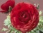 Ranunculus Pentarkan: Analyse und Vergleich der besten Online-Parapharmazieprodukte