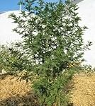 Die besten Online-Parapharmazieprodukte im Vergleich: Artemisia Annua Kapseln kaufen