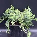 Die besten Online-Parapharmazien: Analyse und Vergleich von Juniperus communis Produkten zum Kaufen