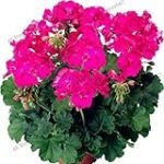 Die besten Online-Parapharmazieprodukte mit Rosskastanienblättern im Vergleich: Welches Produkt überzeugt am meisten?